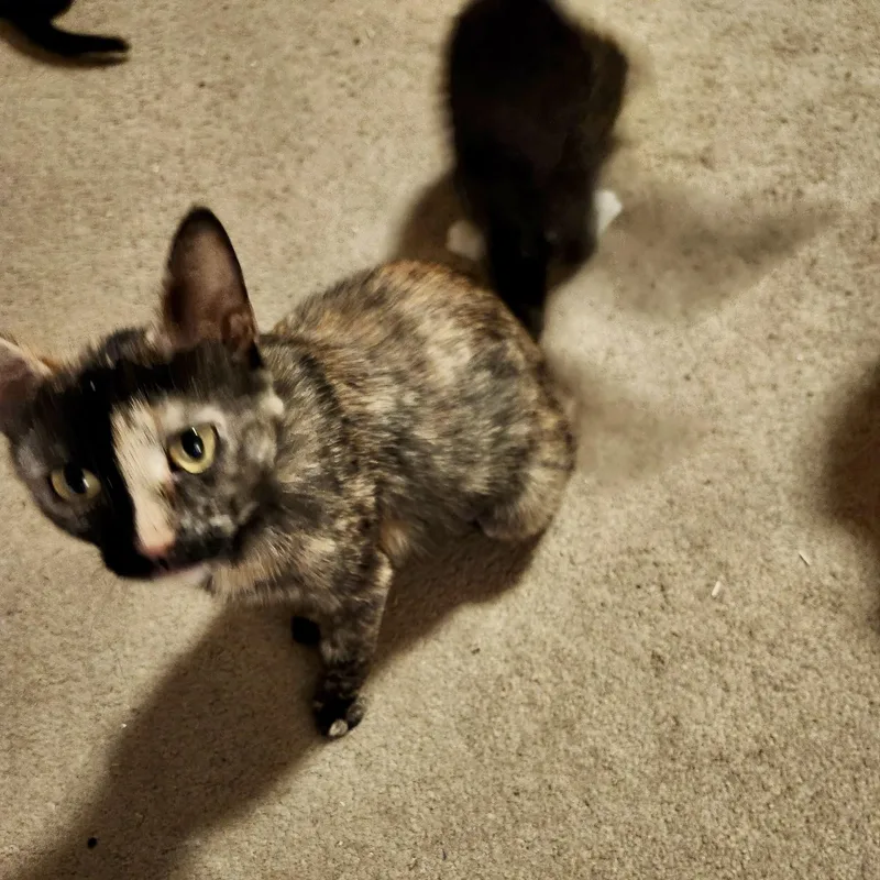 A young medium-sized female Tortoiseshell Domestic Short Hair cat named Blue Ribbon for adoption in Richmond, VA