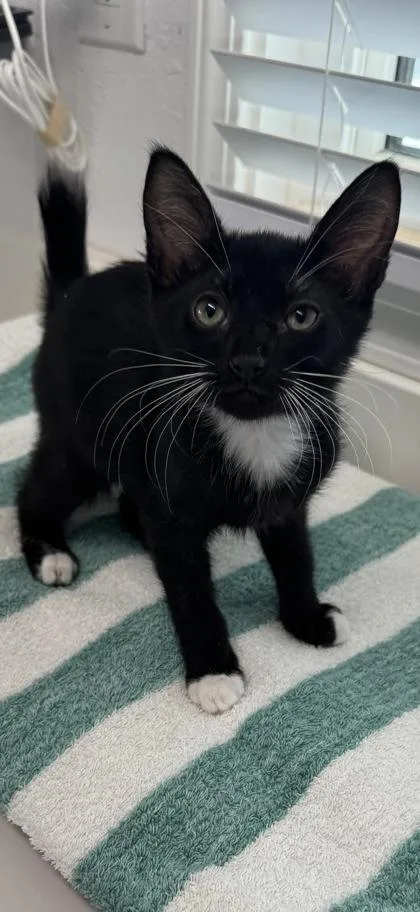 A baby small-sized male Domestic Short Hair cat named Gonzo for adoption in Venice, FL