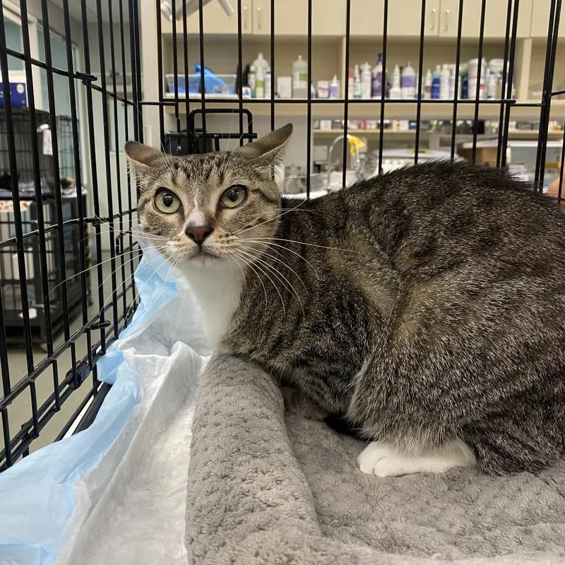 An adult small-sized female Domestic Medium Hair cat named WAGSStray for adoption in Westminster, CA