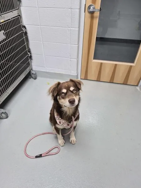 An adult large-sized male Border Collie dog named Ic c Zombie for adoption in Lawrenceville, GA