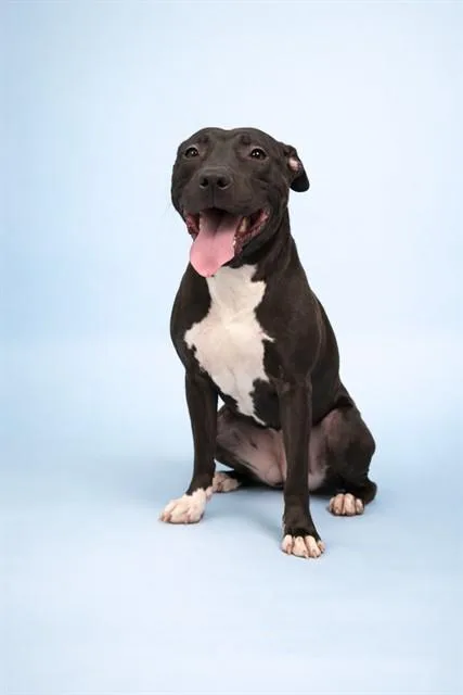 A young medium-sized female Pit Bull Terrier dog named Sage for adoption in Westminster, MD