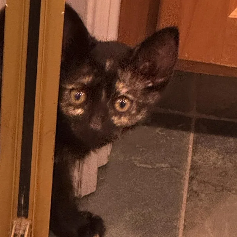 A baby small-sized female Black Domestic Short Hair cat named Snap Pea for adoption in San Pedro, CA