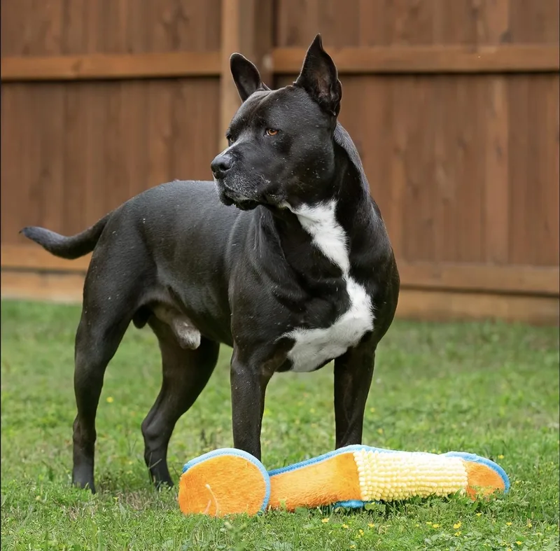 An adult large-sized male Black American Staffordshire Terrier dog named Max for adoption in Tomball, TX