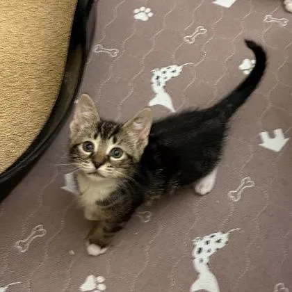 A baby small-sized female Brown / Chocolate Domestic Short Hair cat named Latte Bryant for adoption in Merrifield, VA