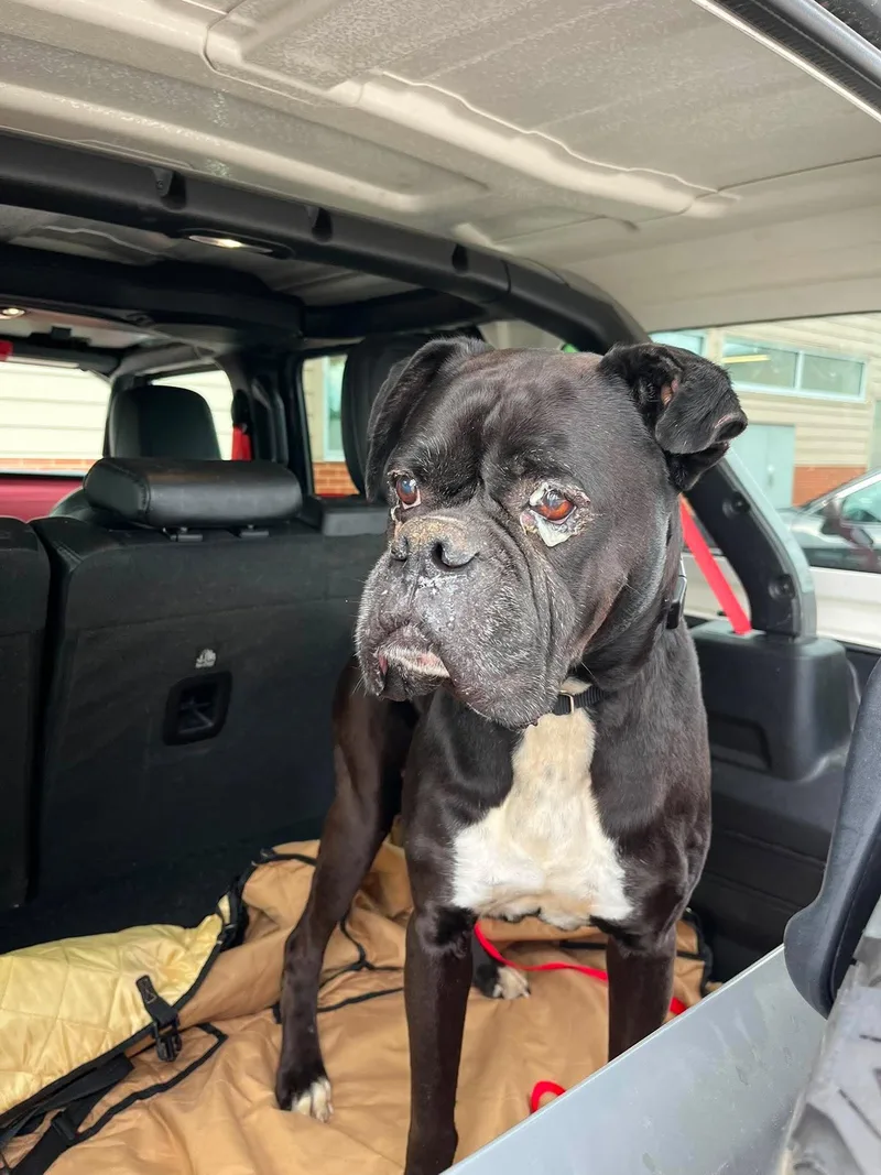An adult large-sized male Boxer dog named Prince for adoption in Shakopee, MN