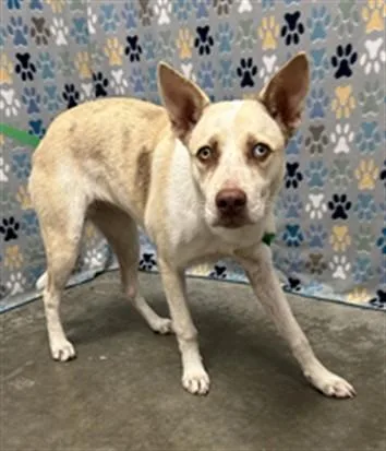 A young medium-sized female Carolina Dog dog named Merideth for adoption in Rosenberg, TX
