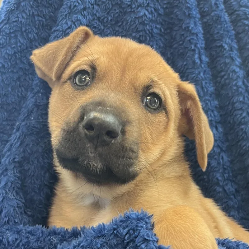 A baby medium-sized male Red / Chestnut / Orange Boxer dog named Othello for adoption in Kanab, UT