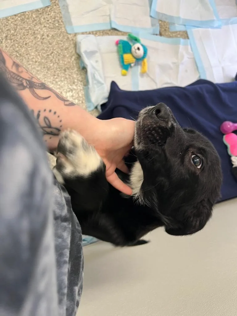 Wreck It Ralph thumbnail 2