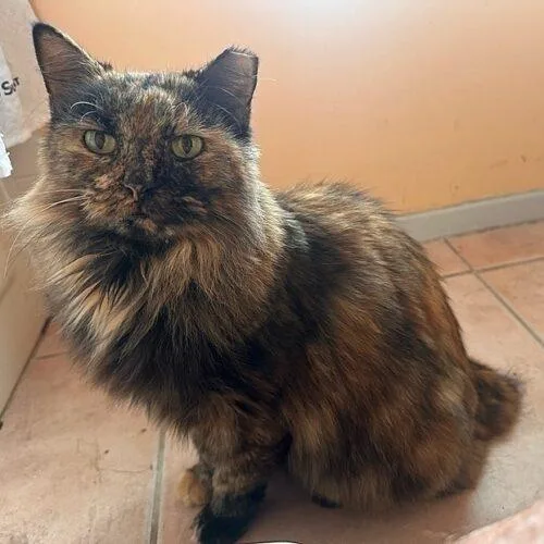 An adult medium-sized female Tortoiseshell Domestic Short Hair cat named Short Tail for adoption in Tampa, FL