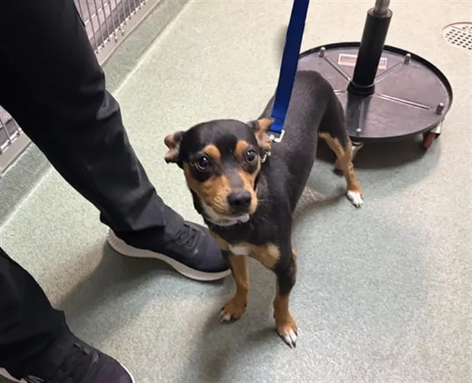 A young small-sized male Mixed Breed dog named Chester for adoption in Santa Fe, NM