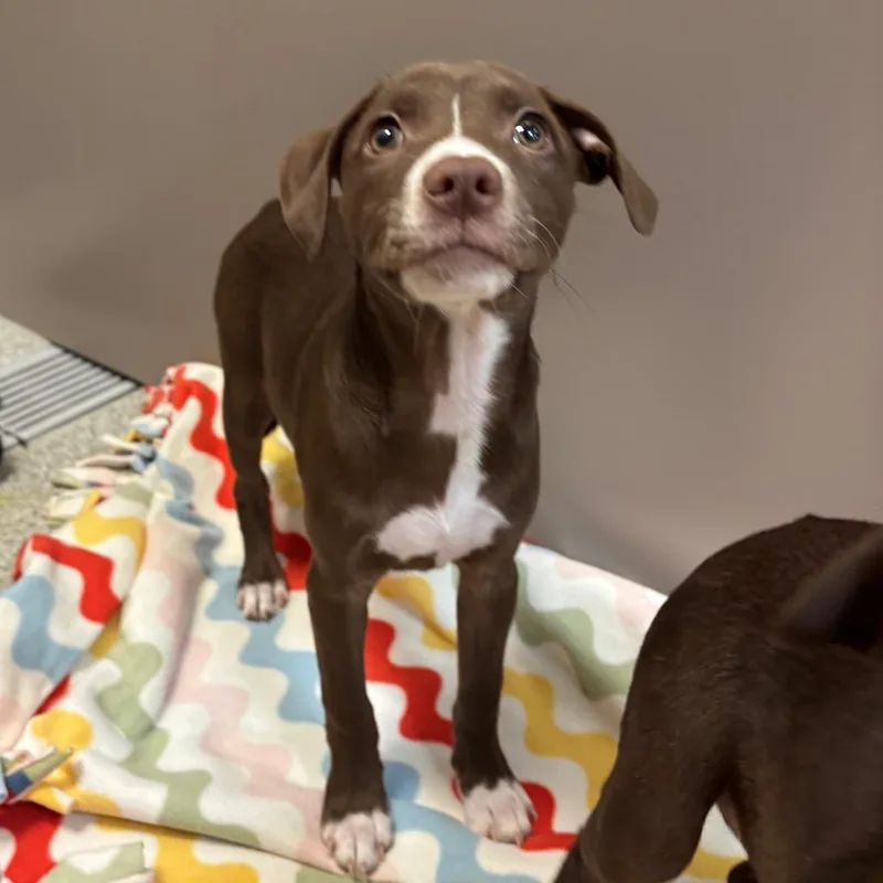 A baby medium-sized female Brown / Chocolate Mixed Breed dog named Strainer for adoption in Washington Township, OH
