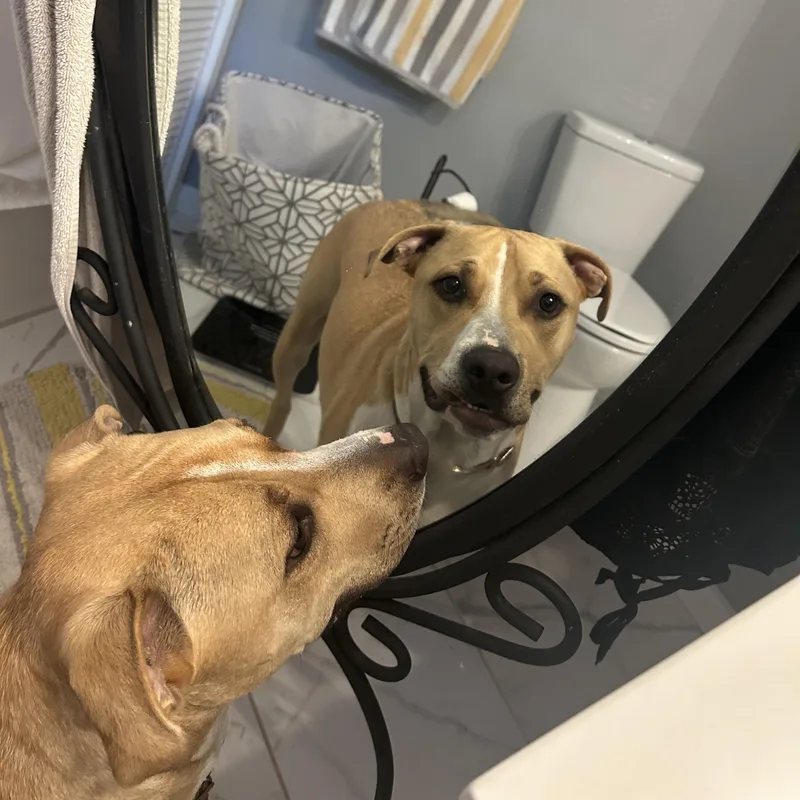 Brad The Pitbull thumbnail 2