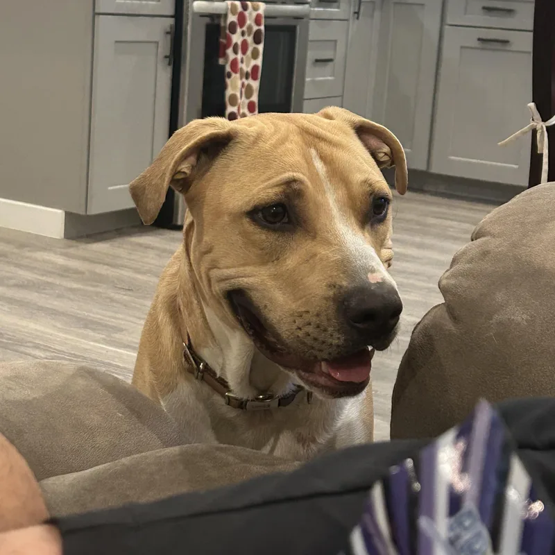 Brad The Pitbull thumbnail 3