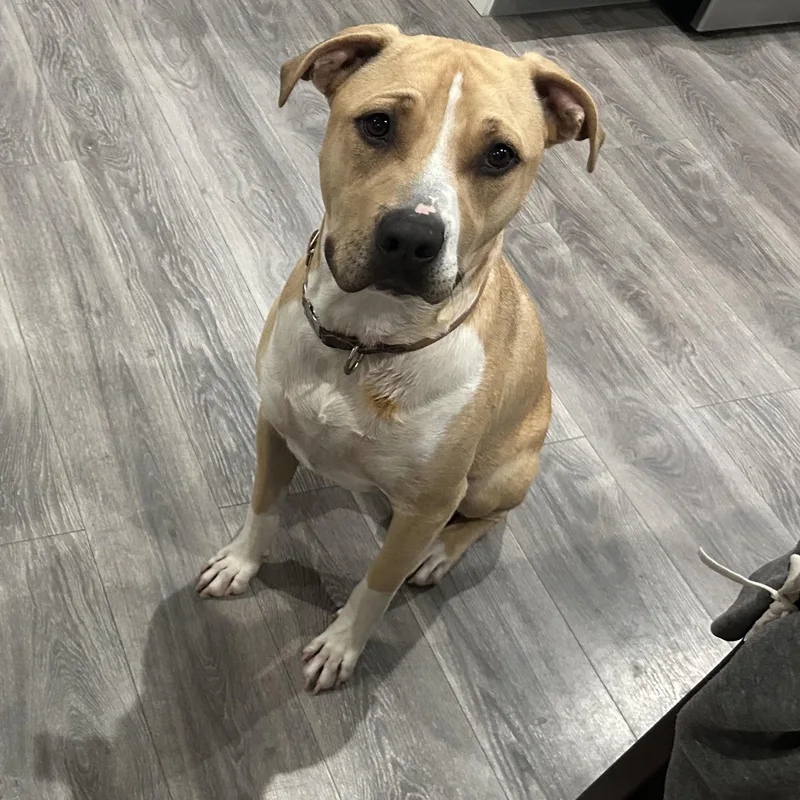 Brad The Pitbull thumbnail 4