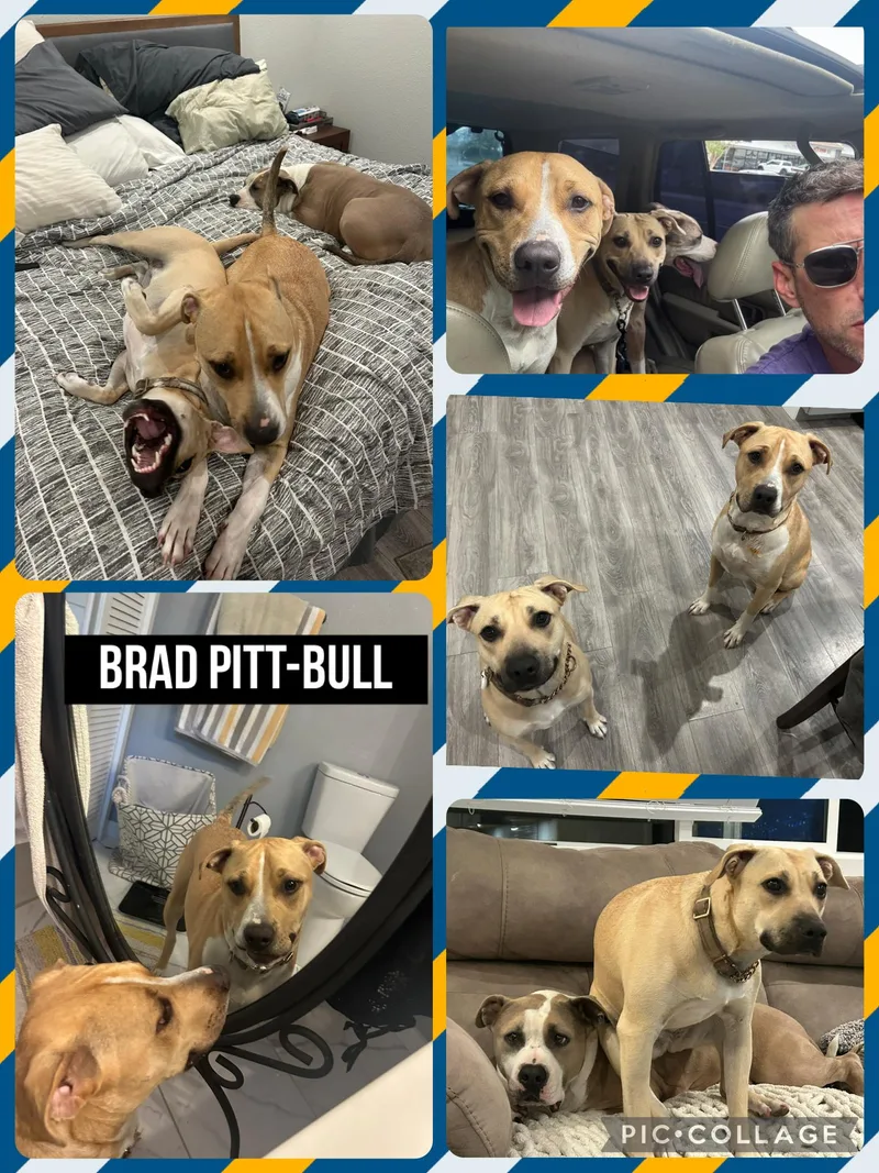 Brad The Pitbull thumbnail 5