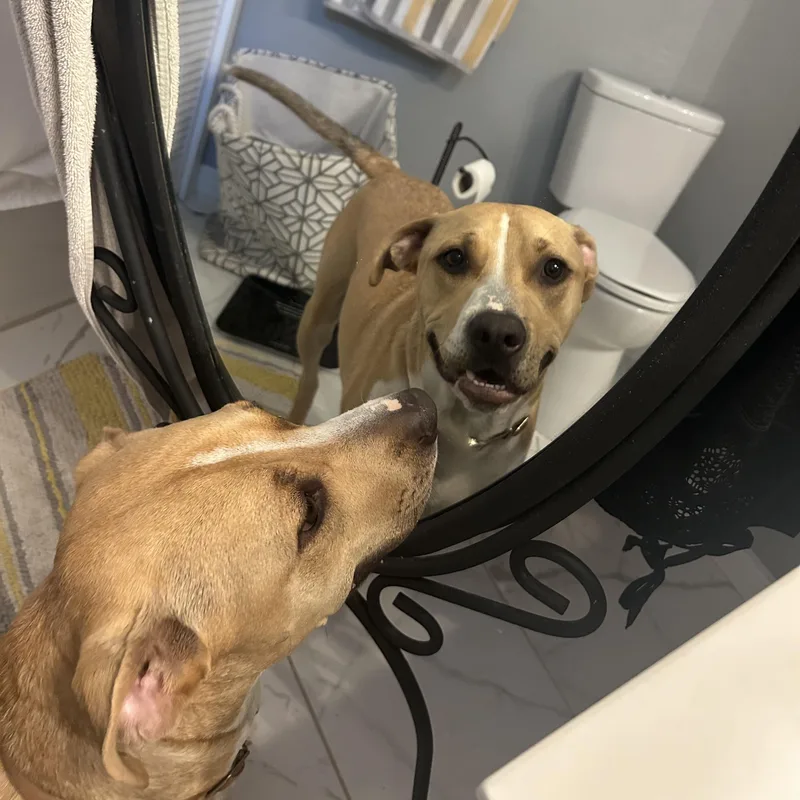 Brad The Pitbull thumbnail 6