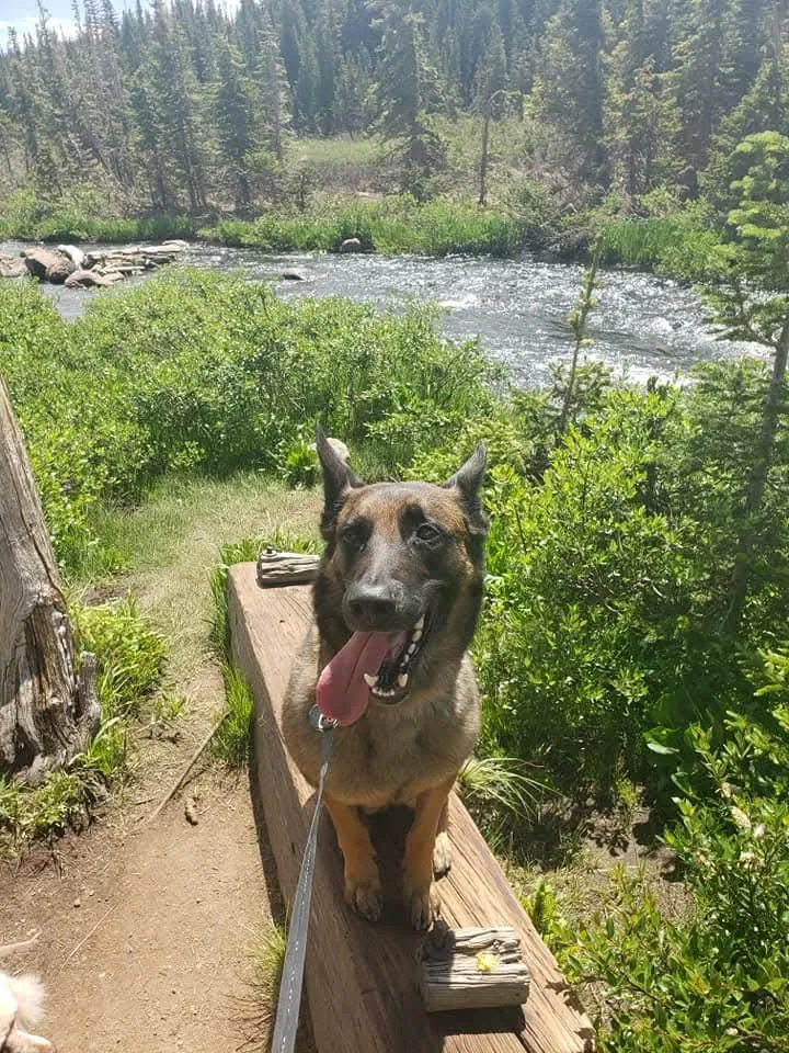 A senior large-sized male Belgian Shepherd / Malinois dog named Toast for adoption in Fort Collins, CO