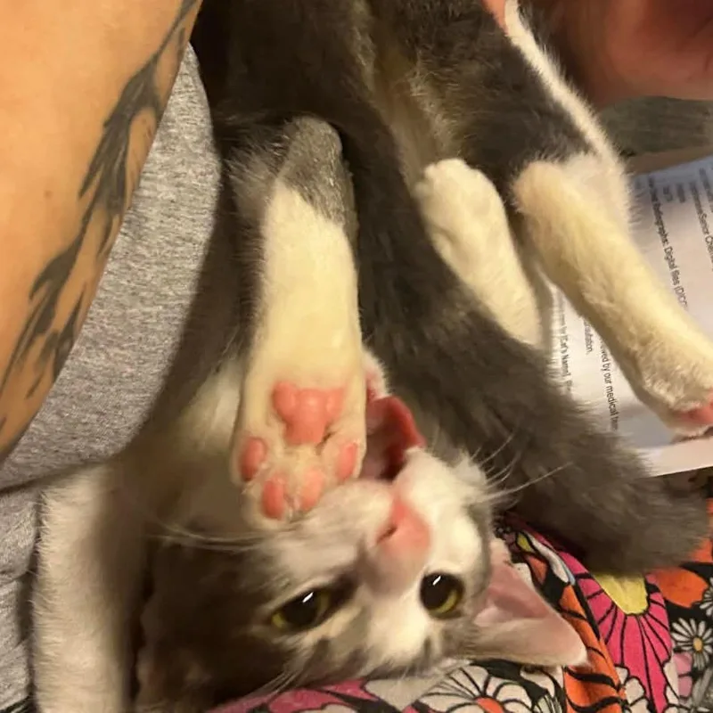 A young small-sized female Domestic Short Hair cat named Emily for adoption in Woodstock, GA