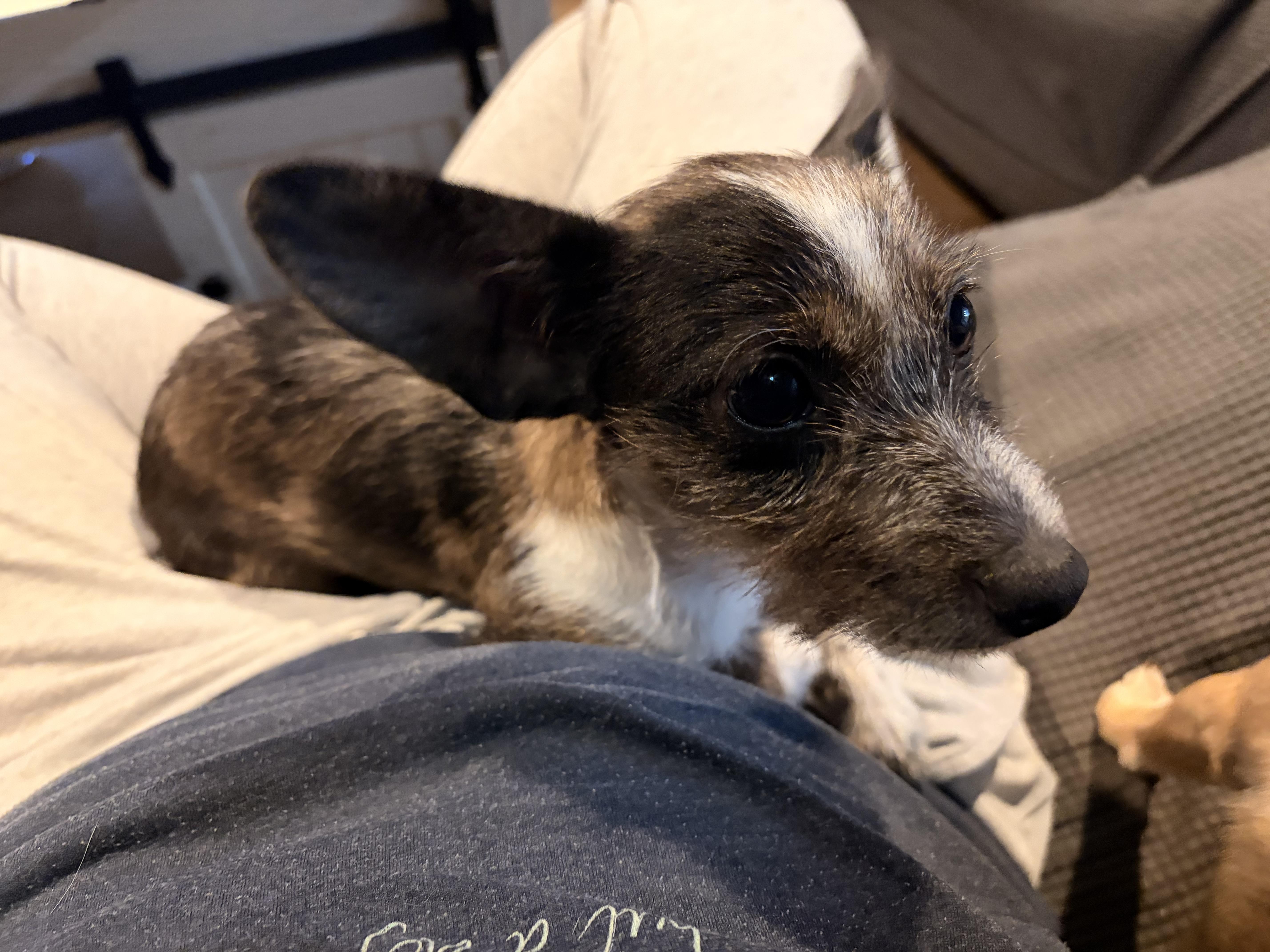 A young small-sized female Terrier dog named Winnie for adoption in Byron, IL