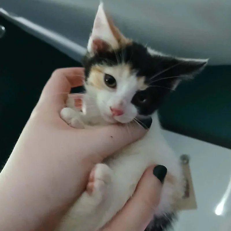 A baby small-sized female Calico Domestic Short Hair cat named Cindy Clawpurr for adoption in Winchester, VA