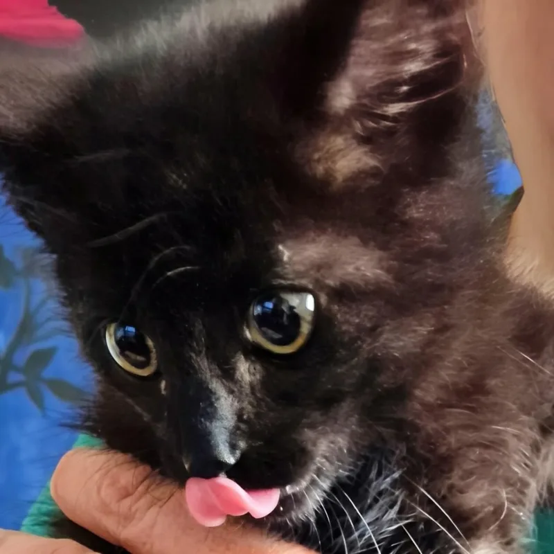 A baby small-sized male Black Domestic Short Hair cat named Derek  Best Friends for adoption in West Jefferson, OH