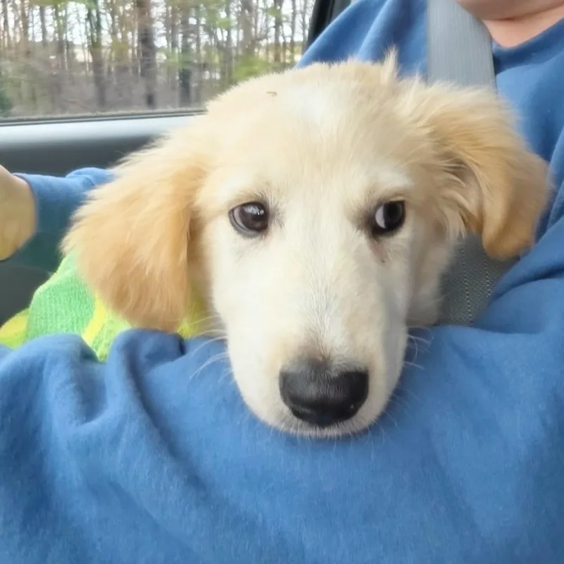 A baby large-sized male White / Cream Great Pyrenees dog named Guppy for adoption in Yaphank, NY