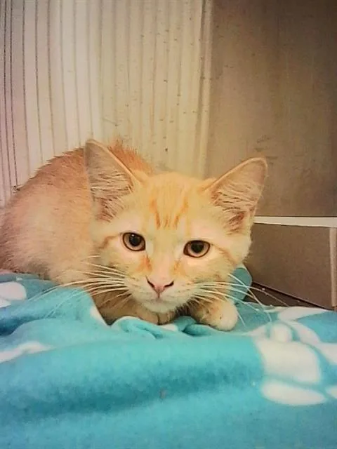 A baby small-sized female Domestic Short Hair cat named Chicky for adoption in Indianapolis, IN