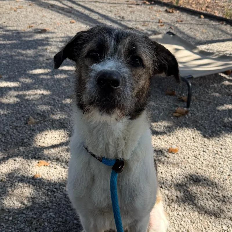 An adult medium-sized female Brown / Chocolate Mixed Breed dog named Ms. Frizzle for adoption in York, PA