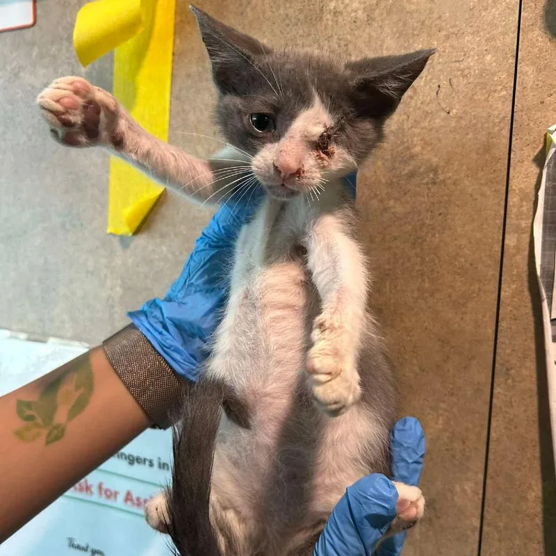 A baby small-sized male Gray / Blue / Silver Domestic Short Hair cat named Wakko for adoption in Tampa, FL