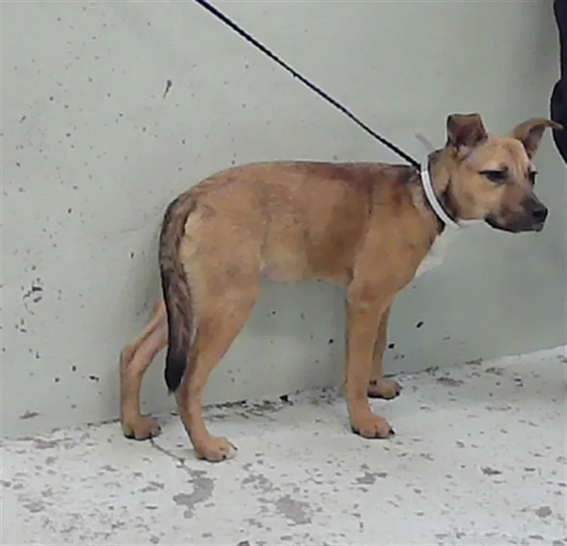 A baby small-sized female Chihuahua dog named Pinky for adoption in Houston, TX