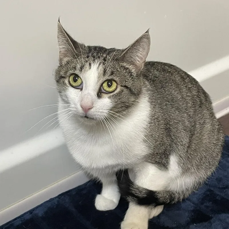 Mama Posie New Mexico thumbnail 2