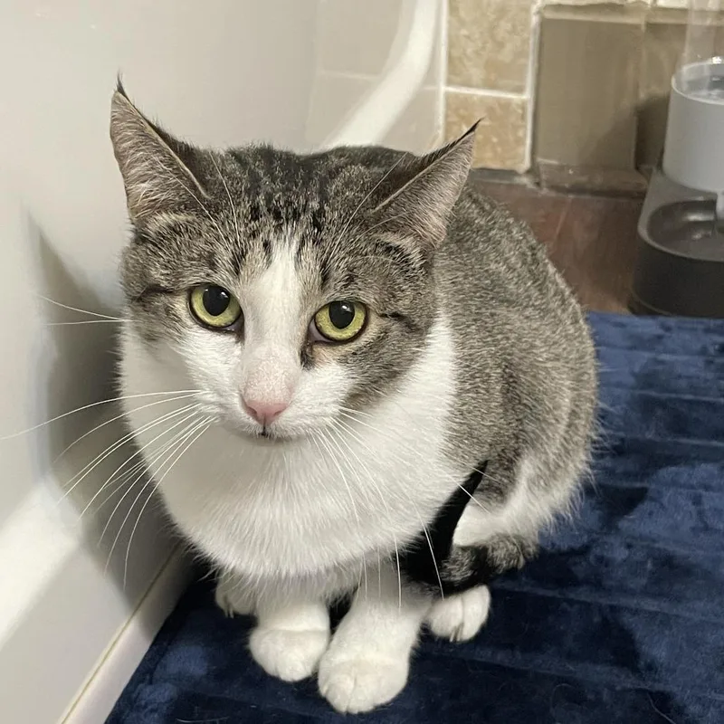 Mama Posie New Mexico thumbnail 4