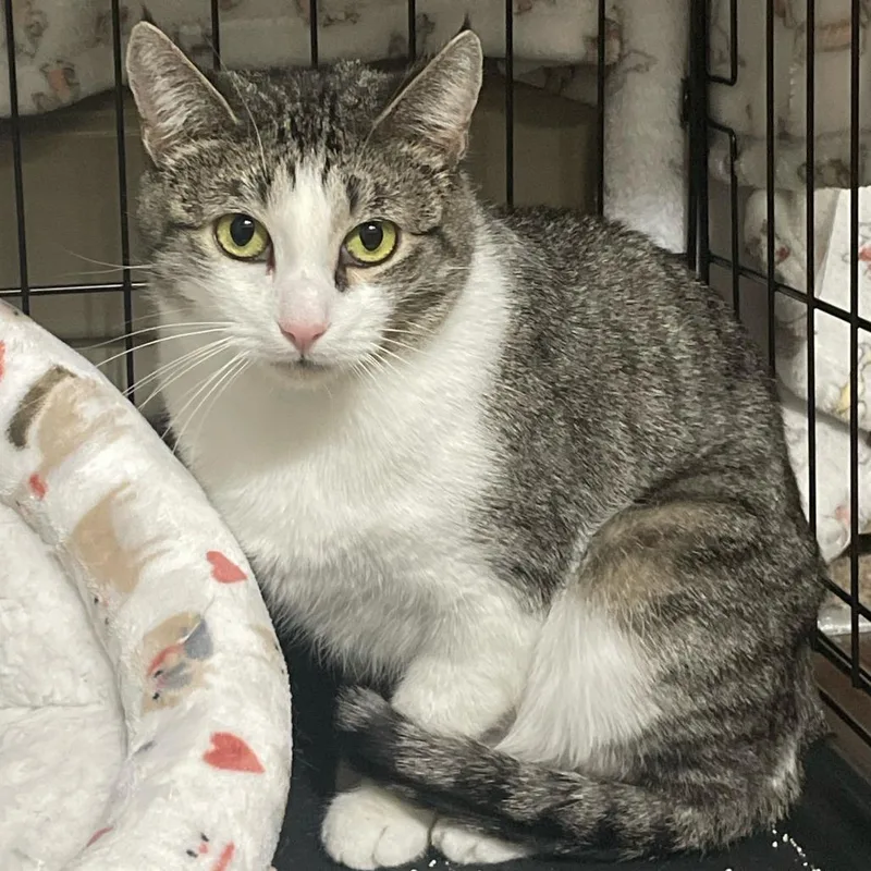 Mama Posie New Mexico thumbnail 5