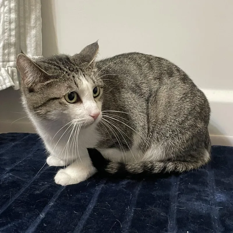 Mama Posie New Mexico thumbnail 6