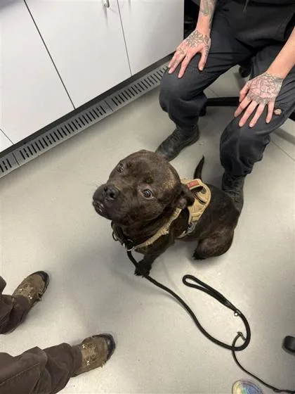 An adult medium-sized female Mixed Breed dog named Audrey for adoption in West Chester, PA