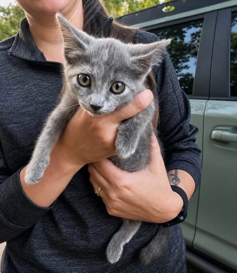A baby medium-sized female Dilute Tortoiseshell Russian Blue cat named Vera for adoption in Spring, TX