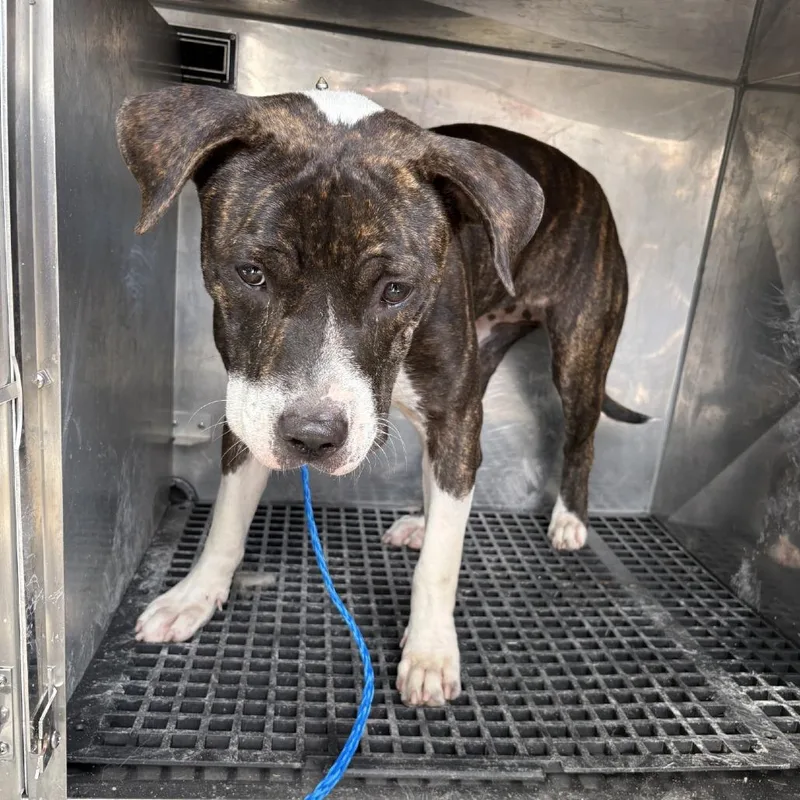 A young medium-sized male Brindle Pit Bull Terrier dog named Top for adoption in Bryan, TX