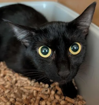 A young medium-sized female Domestic Short Hair cat named Mama Nani for adoption in Burlington, WA