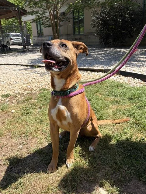 An adult large-sized male Mixed Breed dog named Gus for adoption in Newton, NC