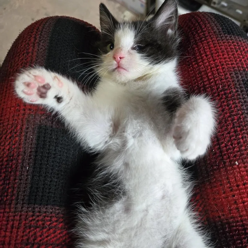 A baby small-sized male Black Domestic Short Hair cat named Trooper for adoption in Granville, OH