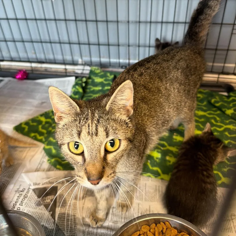 An adult medium-sized female Brown / Chocolate Domestic Short Hair cat named Daisy for adoption in Oak Hill, WV