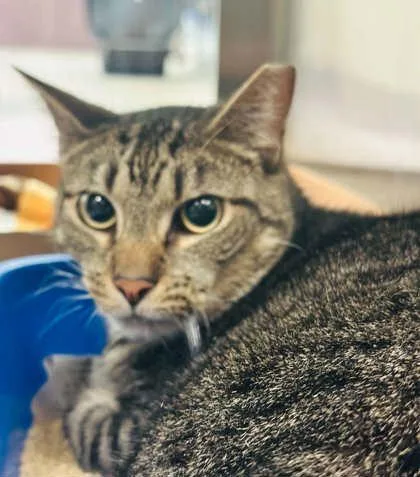 An adult large-sized male Domestic Short Hair cat named Jelly for adoption in West Chester, PA