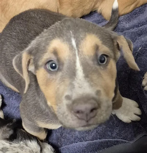 A baby small-sized female Tricolor (Brown, Black, & White) Pit Bull Terrier dog named Polly URGENT for adoption in Thousand Oaks, CA