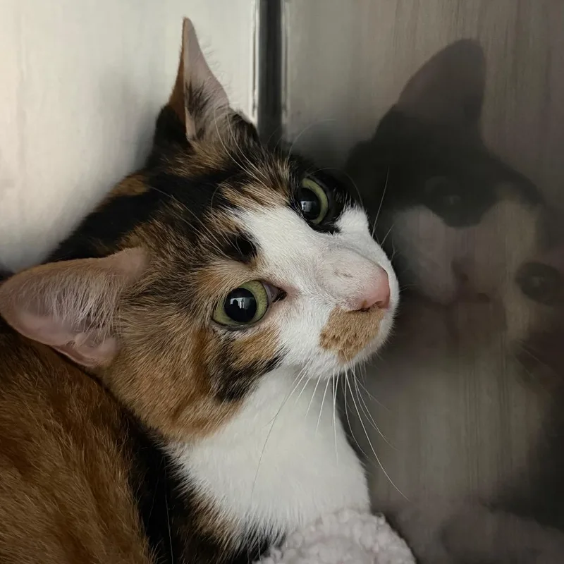 A young medium-sized female Calico American Shorthair cat named Magnolia for adoption in Troy, VA