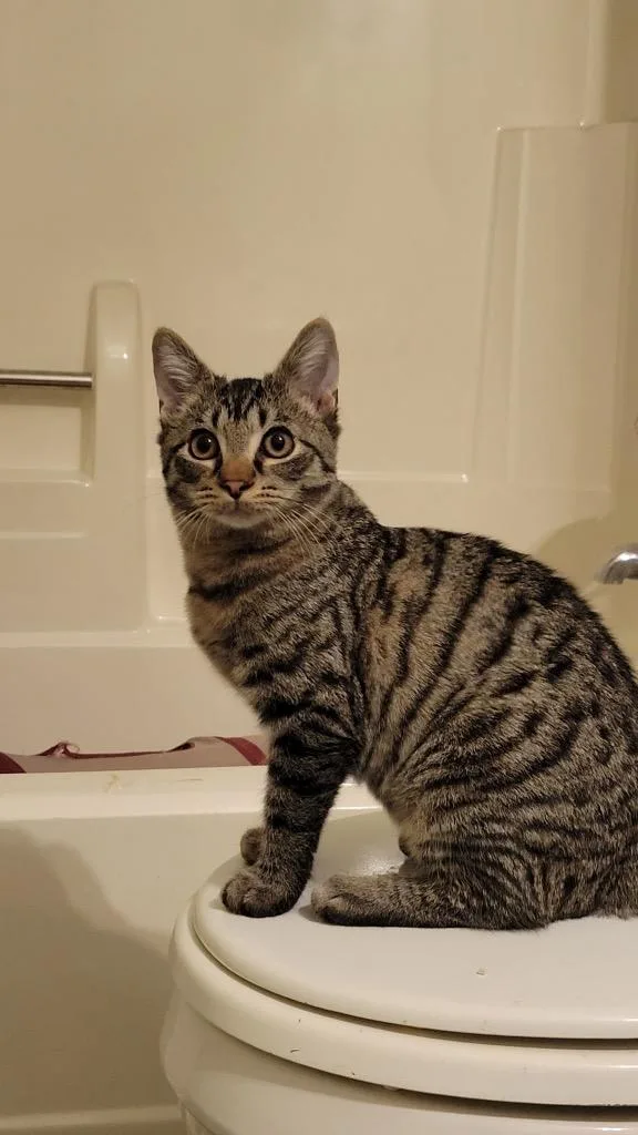 A baby medium-sized male Domestic Short Hair cat named Timmy for adoption in Fort Oglethorpe, GA