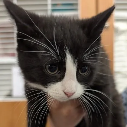 A baby small-sized male Domestic Medium Hair cat named Deeds for adoption in Voorhees, NJ