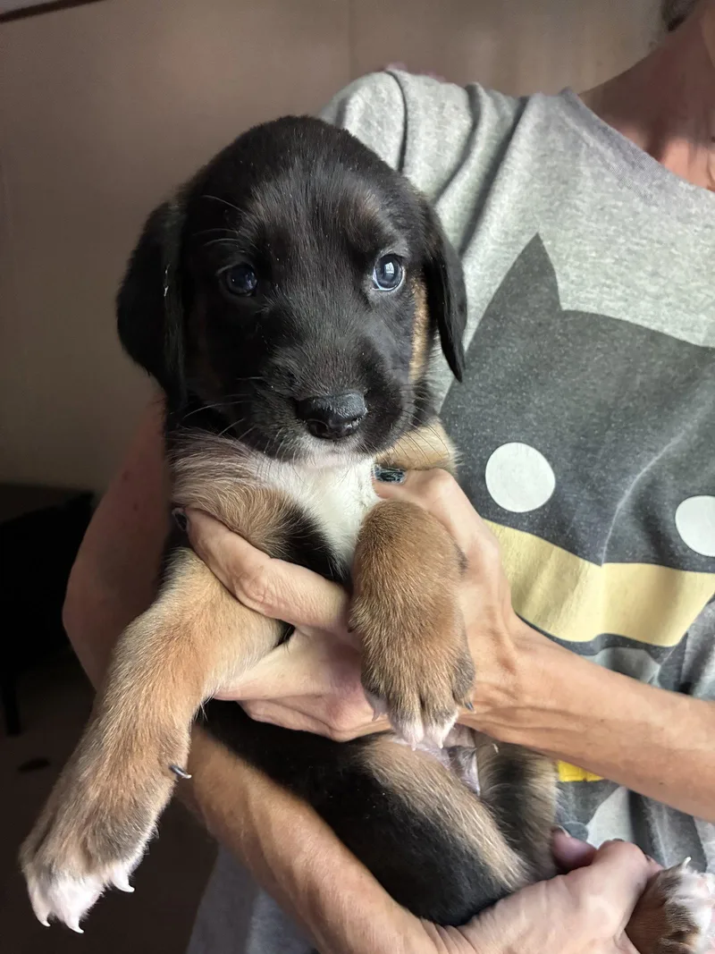 A baby large-sized male Coonhound dog named Eeney Brinleys litter for adoption in Holly Springs, NC
