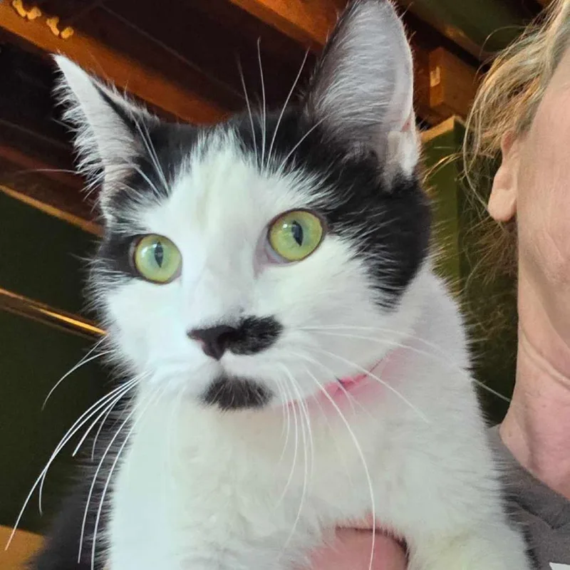 An adult medium-sized female Black Domestic Short Hair cat named Crown for adoption in Hanna City, IL