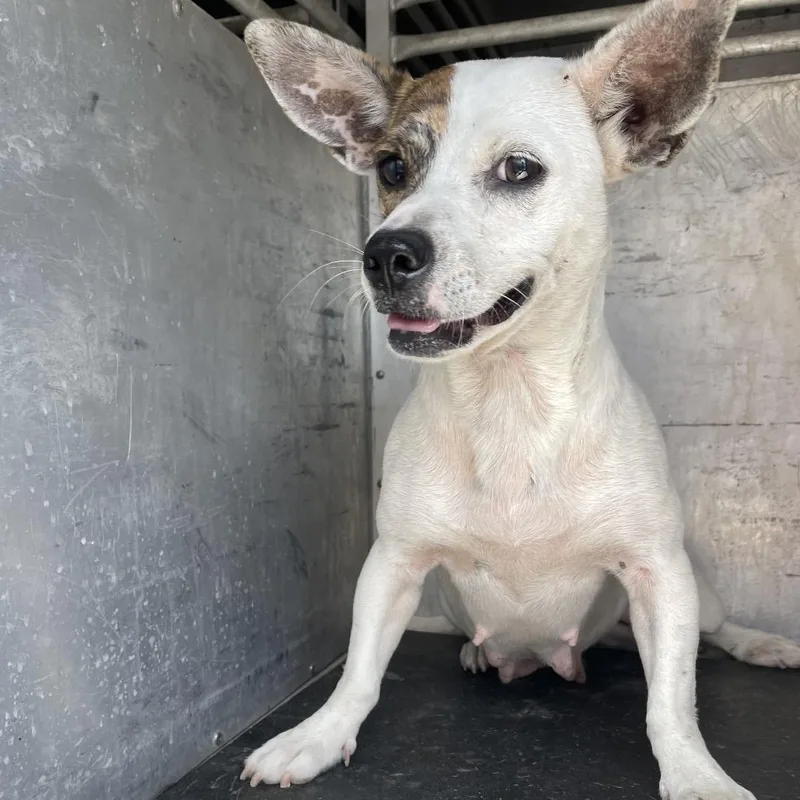 An adult small-sized female White / Cream Mixed Breed dog named Abigail for adoption in Edinburg, TX