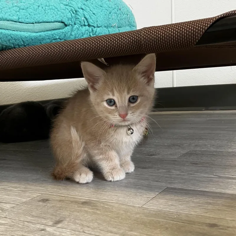 A baby small-sized male Orange / Red Domestic Short Hair cat named Moe for adoption in Uniontown, PA